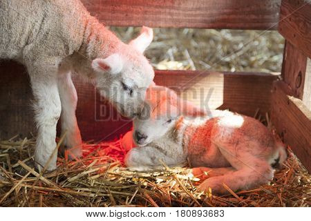 two newborn lambs on straw under red light of heat lamp on organic farm in the netherlands