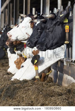 row of feeding cows in open barn on dutch organic farm in the netherlands