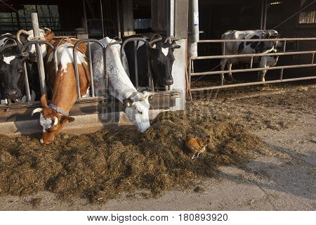 cows and chicken on organic farm in the netherlands