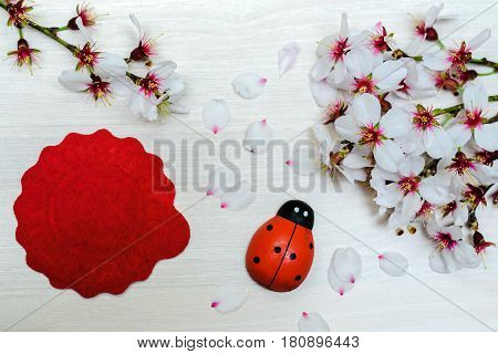 ladybird posed as wooden background with cherry blossoms