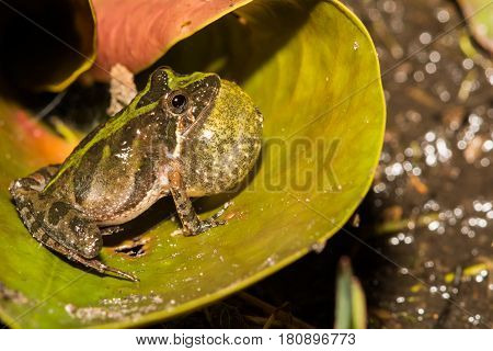 A Florida Cricket Frog calling from a Lilly pad at the edge of a small pond.
