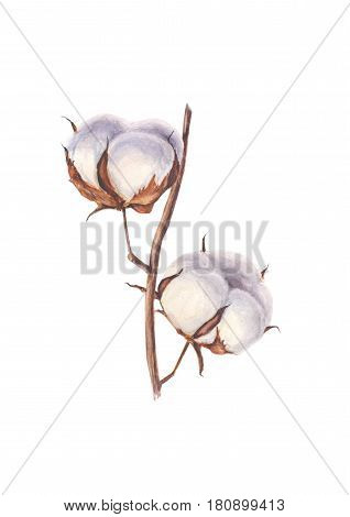 Watercolor branch of cotton on a white background