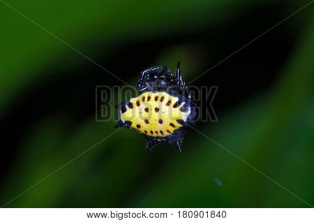 Gasteracantha cancriformis is an orb weaver spider species from the family. Especially the females are very striking by the sharp protrusions and bright colors.