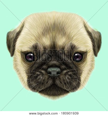 Illustrated portrait of Pug puppy. Cute fluffy fawn face of domestic dog on blue background.