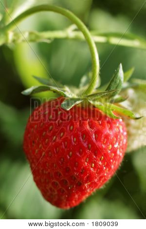 Strawberrie Detail