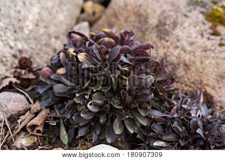 Polygala Amarella (polygala Amara) Known As Dwarf Milkwort