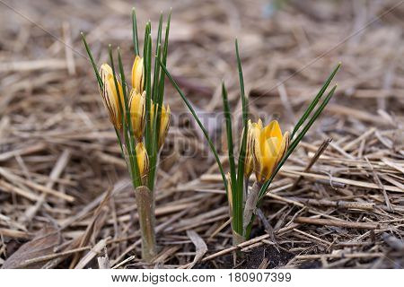 Crocus Chrysanthus Var. Fuscotinctus