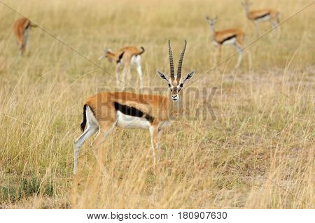 Thomson's Gazelle On Savanna