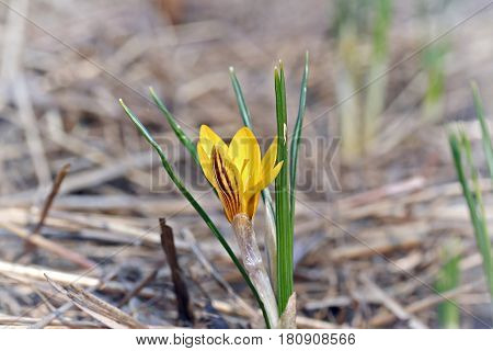 Crocus Chrysanthus Var. Fuscotinctus