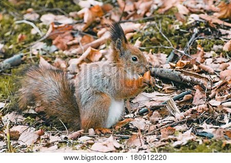 Red Squirrel In The Forest Eating Nuts And Acorns