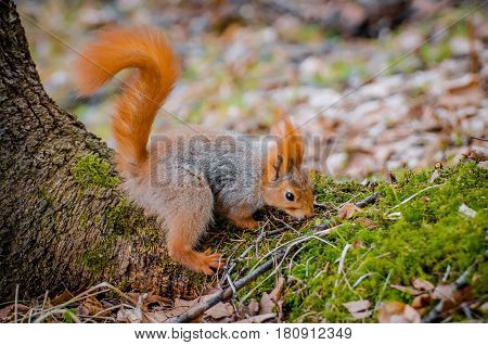Red Squirrel In The Forest Eating Nuts And Acorns