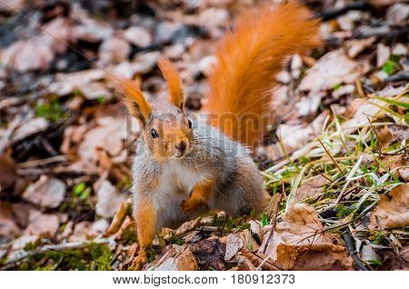 Red Squirrel In The Forest Eating Nuts And Acorns