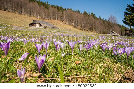 Scenic high alpine pasture Velika Planina and traditional wooden shepherd cottages during spring time