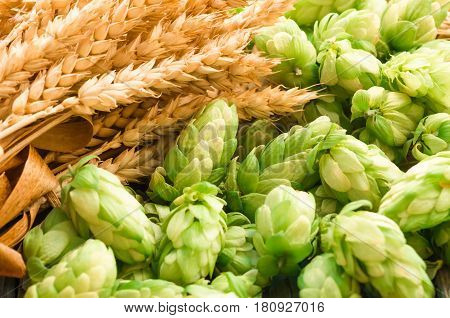 Green hops malt ears of barley and wheat grain ingredients to make beer and bread agricultural background