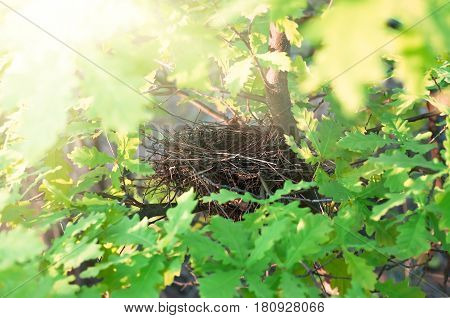 Empty bird's nest on an oak tree in spring during the Easter holiday closeup nature background