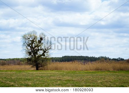 A lonely tree on a green meadow under a beautiful blue sky with clouds magnificent nature bright green grass yellow meadow flowers the wind oppresses reeds a dense pine forest