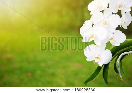 Beautiful white orchid flowers isolated on green background.