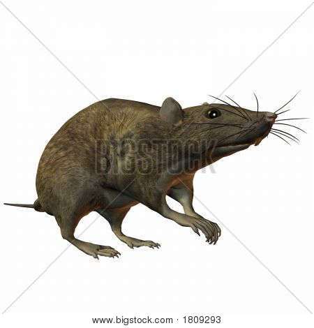 Alerte de rat