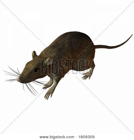 Course de rat