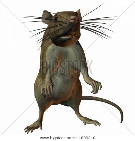 Rat s'asseoir