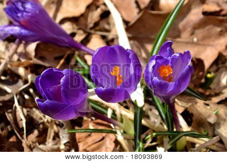 ช่วงฤดูใบไม้ผลิสีม่วง Crocus
