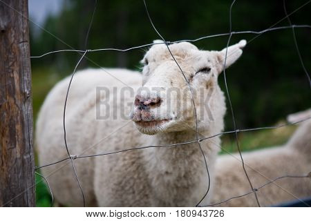 smiley sheep face in nature, finland, closeup