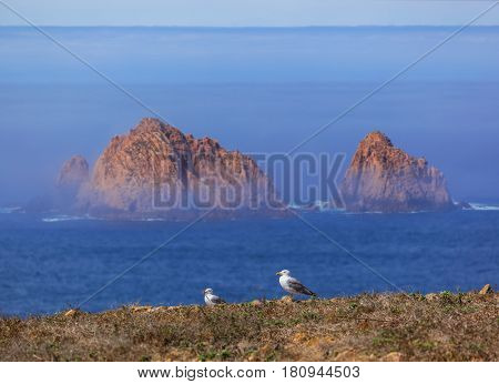 Seagull in Berlenga island - Portugal - nature background