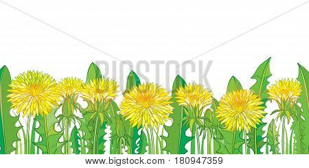 Vector horizontal border with outline yellow Dandelion or Taraxacum flower, bud and green leaves isolated on white. Dandelion field template in contour style for spring design or greeting card.