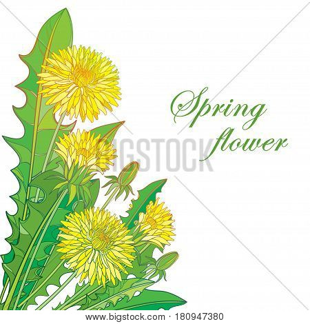 Vector bouquet with outline yellow Dandelion or Taraxacum flower, bud and green leaves isolated on white background. Ornate floral elements for spring design and greeting card in contour style.