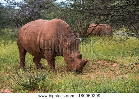 White Rhino, Waterberg Plateau National Park, Namibia