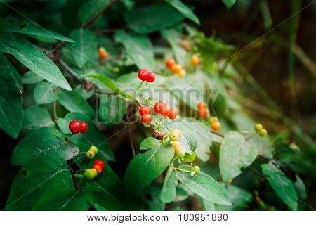 Honeysuckle, Wolfberry, Lonicera xylosteum close up view