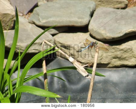 Dragonfly på Reed