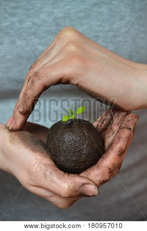 Soil with little seeding in woman hands in form of earth planet, ecology concept