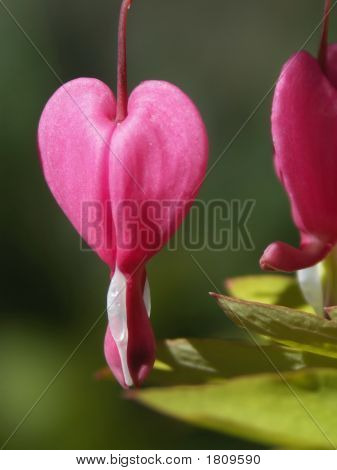 Hjerte form blomst