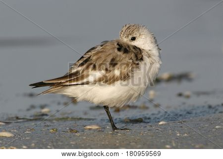 A Sanderling, Calidris alba in winter plumage resting on the beach in Florida in early spring