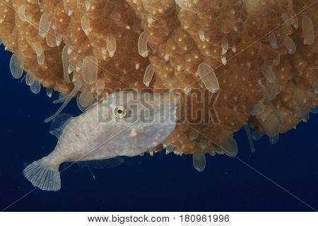 Juvenile Filefish and Jellyfish
