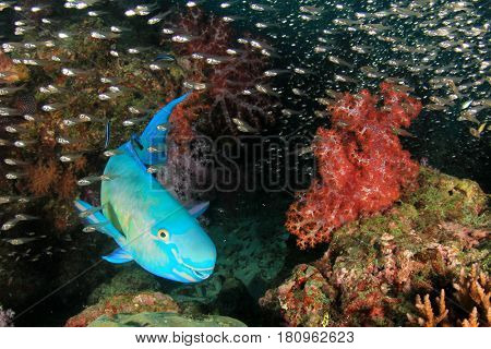 Steephead Parrotfish reef fish