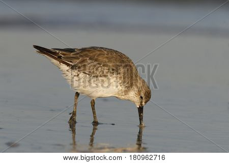 A Red Knot sandpiper, Calidris canutus in winter plumage looking for food in morning light in shallow water