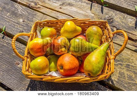 cox apples and blush and conference pears
