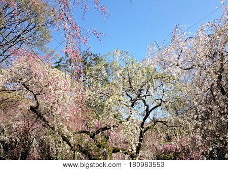 Cherry blossom tree  were in full bloom
