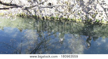 Blizzard of falling cherry blossoms in Kyoto