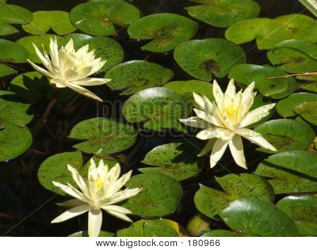 Lilly Dam