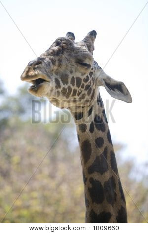 Giraff 