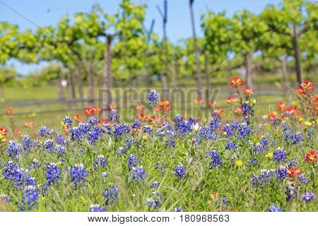 Blue Bonnet is at full bloom in Brenham, TX