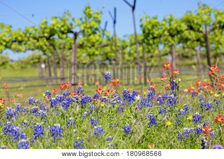 Blue Bonnet is at full bloom in Brenham, TX
