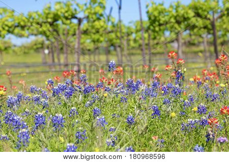 Blue Bonnet is at full bloom in Brenham, TX
