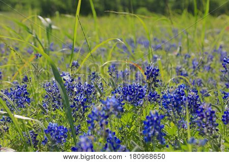 Blue Bonnet is at full bloom in Brenham, TX