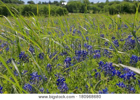 Blue Bonnet is at full bloom in Brenham, TX