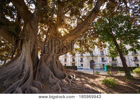 Valencia La Glorieta park big ficus tree in Spain