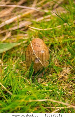A common earthball fungi growing in the Lak District Cumbria